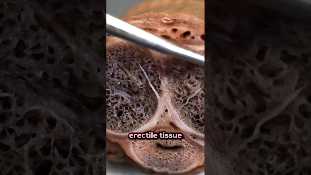 This is How an Erection Works