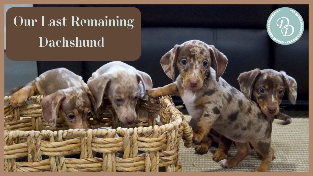 Our Remaining Dachshund Puppies From Pebble & Lilly's Litters!