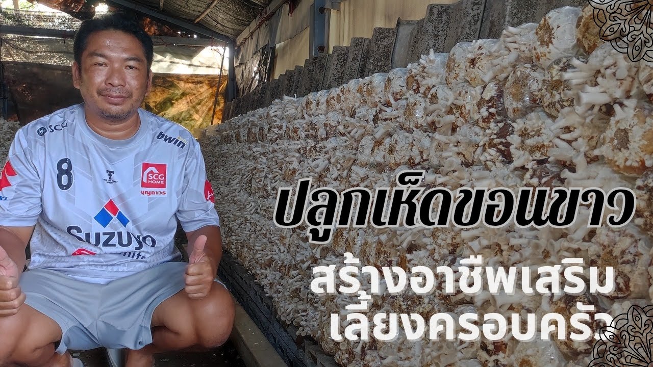 ปลูก #เห็ดขอนขาว สร้างอาชืพเสริมเลื้ยงครอบครับ
