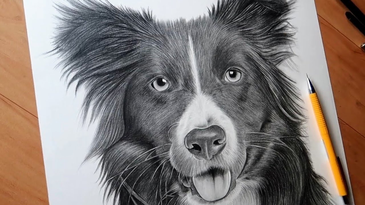 Drawing Realistic Dog | Timelapse 🔥