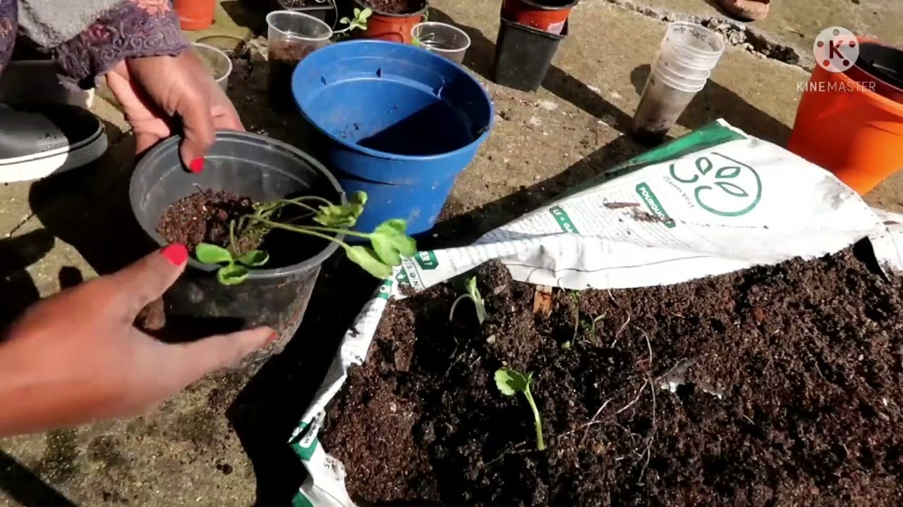 LE PRINTEMPS AU JARDIN : PLANTATION DES RENONCULES