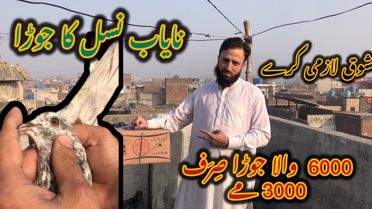 نایاب نسل کا جوڑا فارسیل شوق لازمی کرے……03341042965