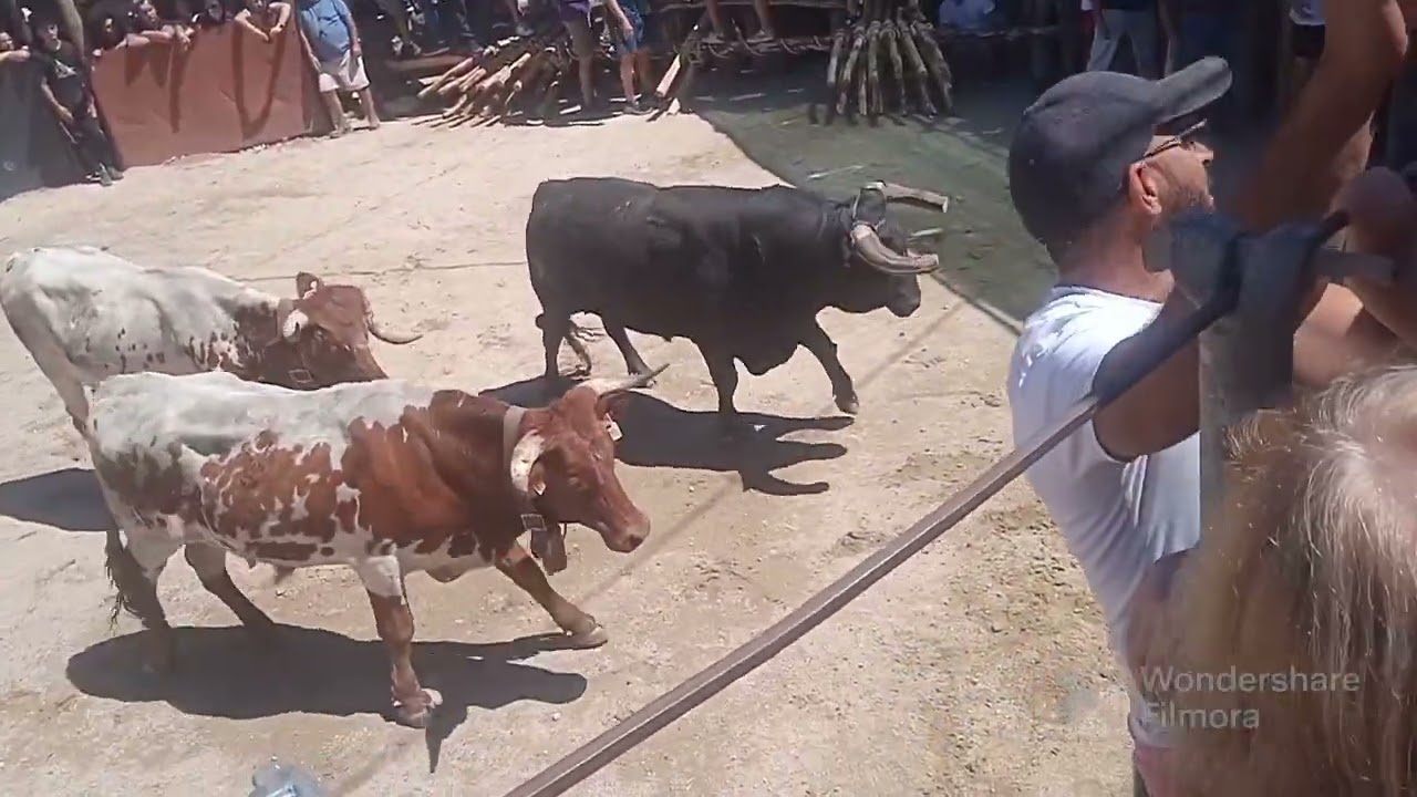 encerro da Lageosa!!