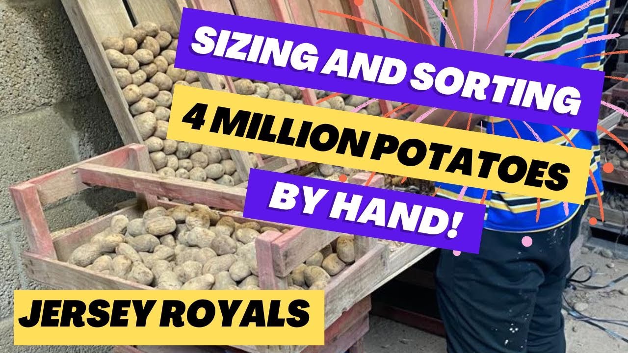 🌱From Field to Plate - Episode 2 - Standing: The sizing and sorting of our Jersey Royal Potatoes