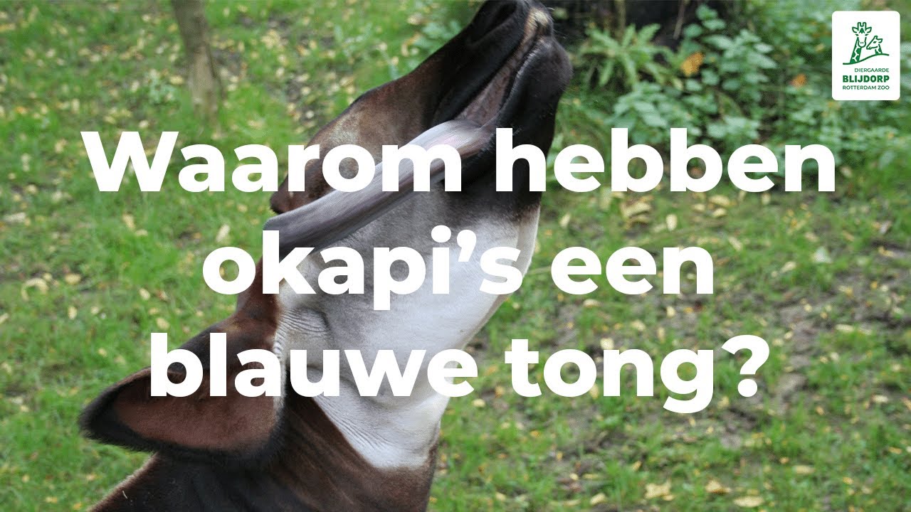 Waarom heeft een okapi een blauwe tong?