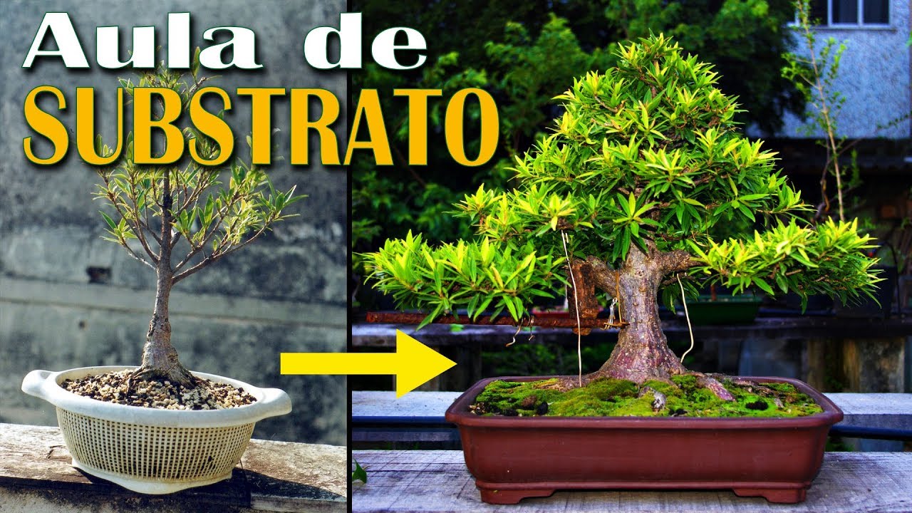 A Aula de Substrato de Bonsai que todos Esperavam!