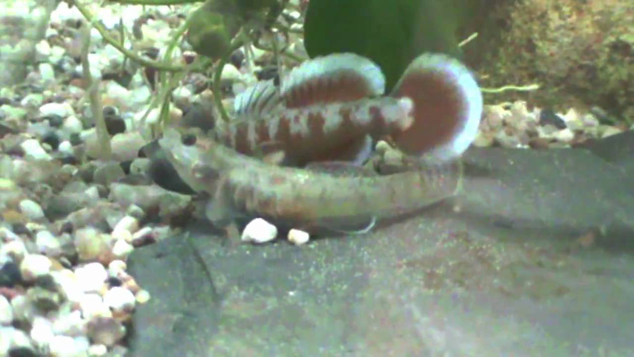 Rhinogobius zhoui Balz
