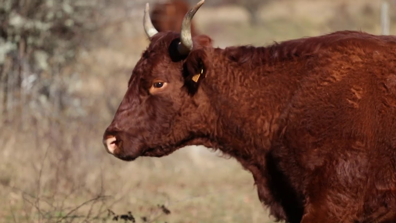 Vacas salers -  calves salers - veaux salers
