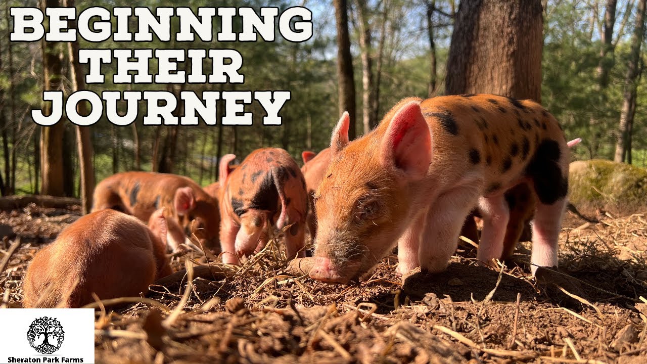 PIGLET to Pork Chop - Life On A Pig Farm