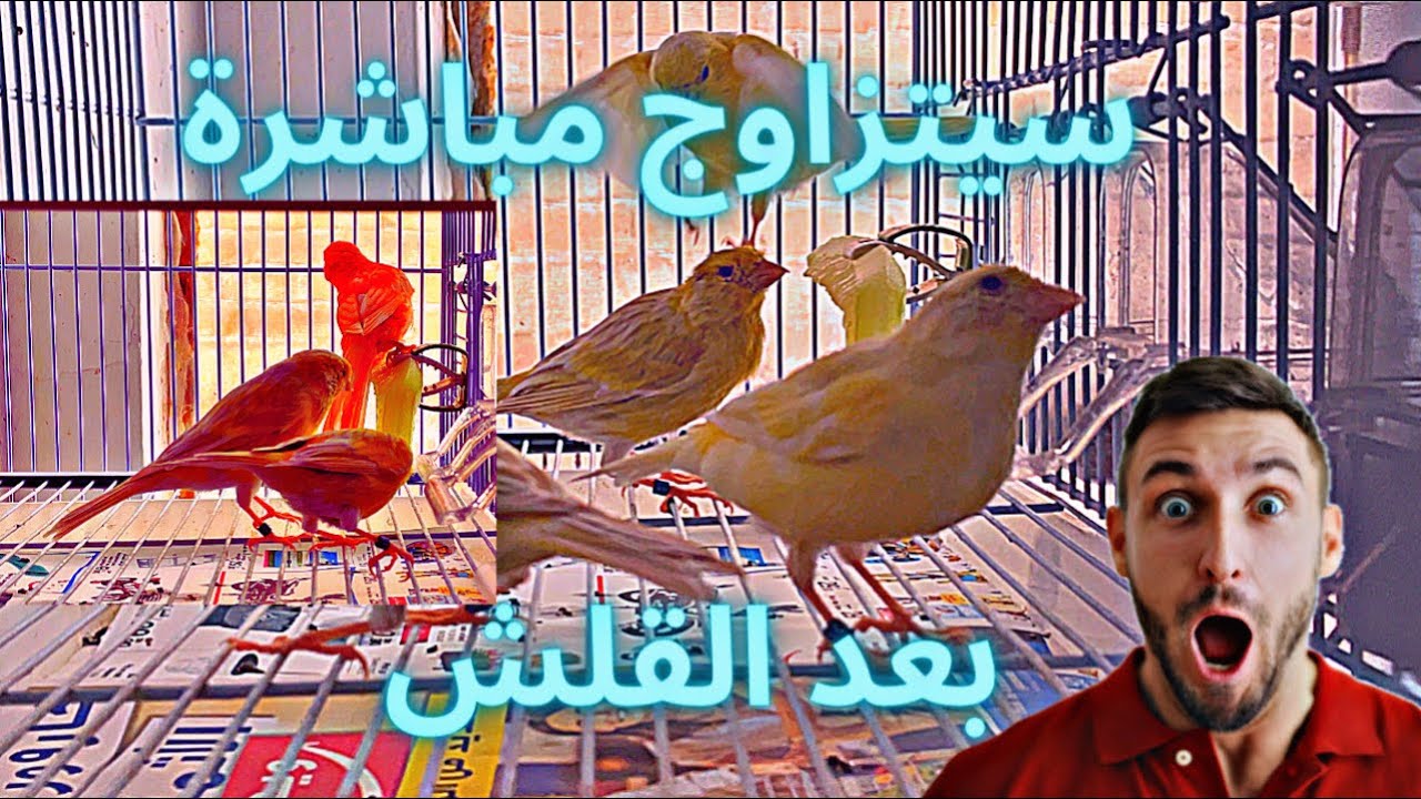 ٱنتهى غيار الريش عند طائر الكناري، هل يتزاوج الكناري بعد غيار الريش؟