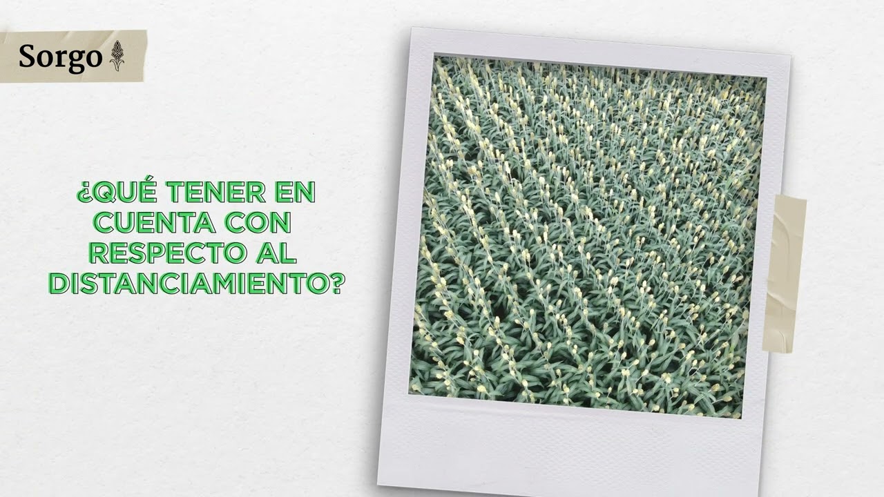Edición Sorgo | #3 Densidad y distanciamiento de siembra: Prácticas de manejo.