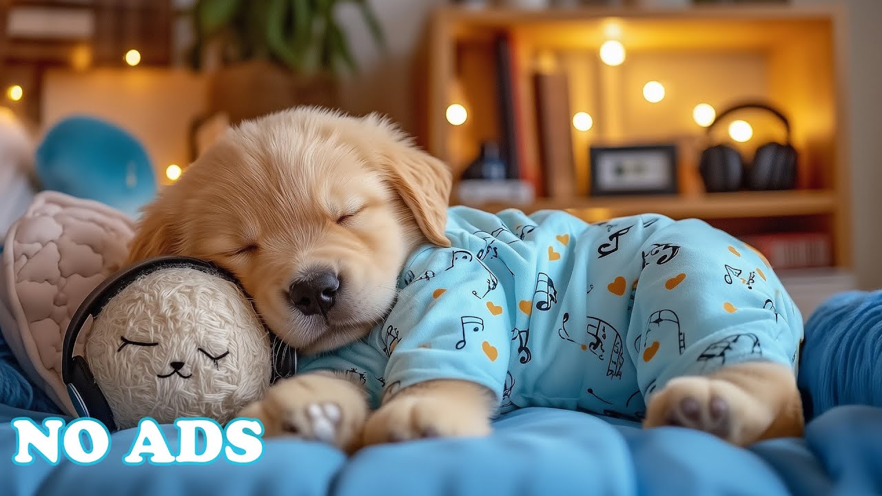 Calming Music for Dogs 🐺 Music to Help Dogs Calm Down 🎧 Gentle Sounds for Healing Dog Sleep