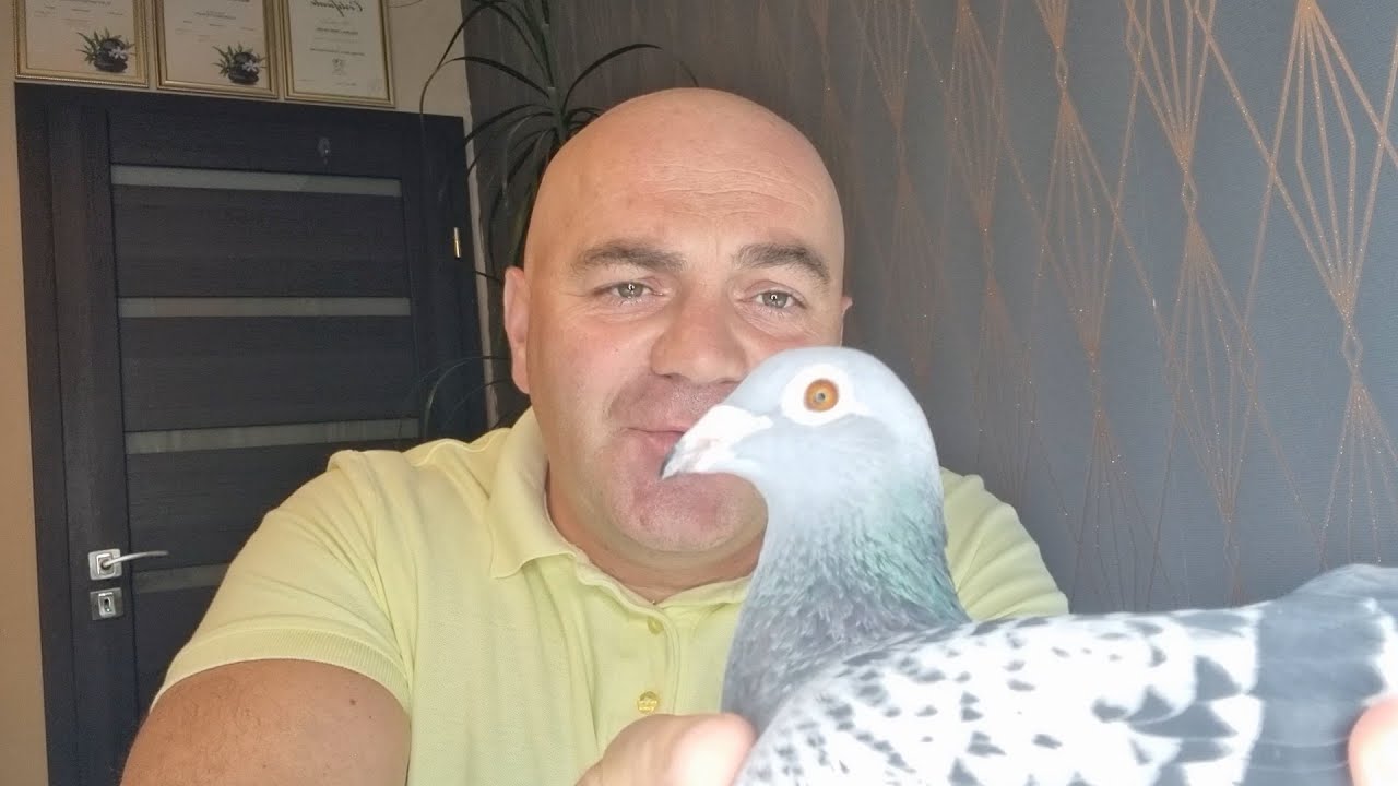 Czyste Drogi Oddechowe Gołębi