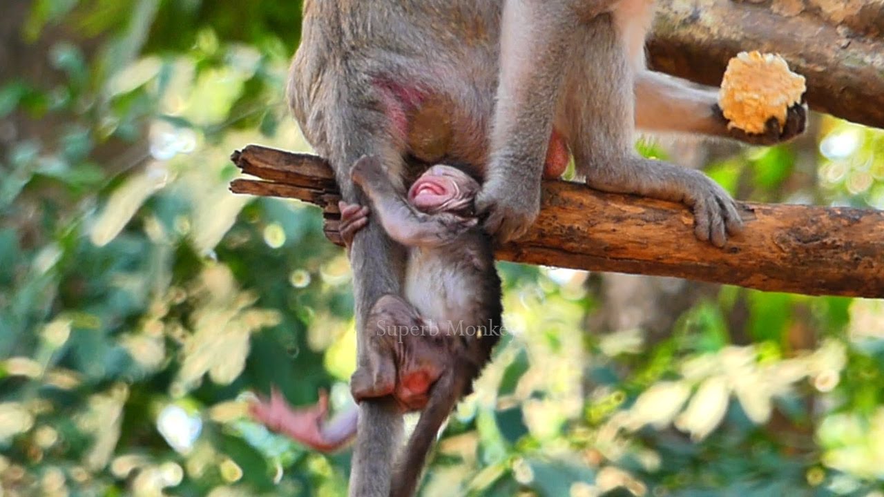O/h..! Infant Jiva @lmost slips f@lling off the tail, while young mom Jazzy i/ndifferentt a moment