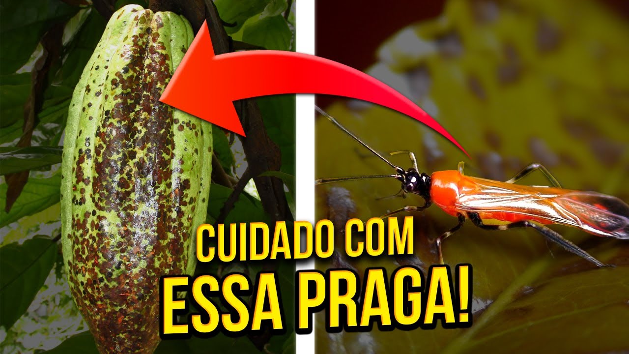 😮 MUITO CUIDADO COM O MONALONION NO CACAUEIRO | TFR AGRÍCOLA