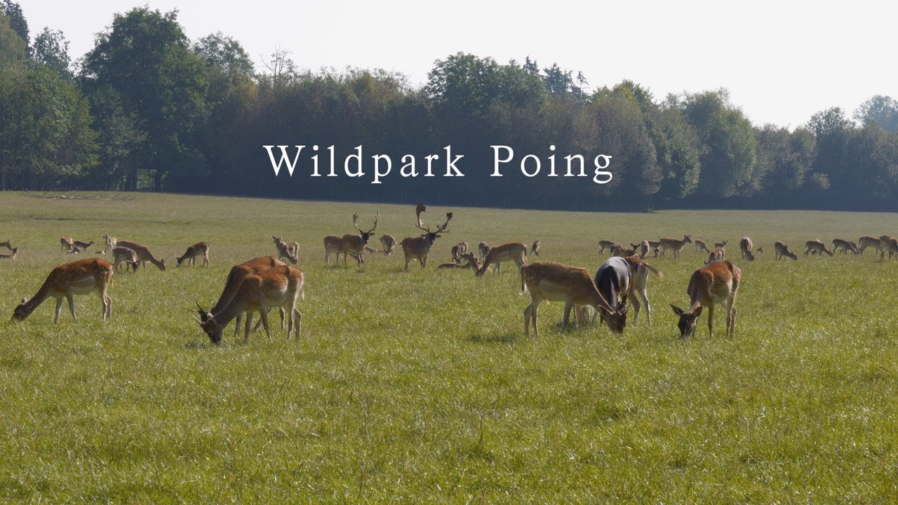 Wildpark Poing   -Sommer 2024-