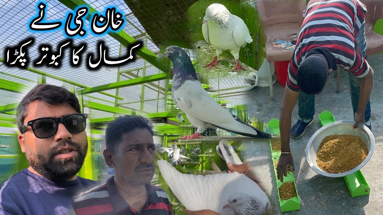 Khan Ji Ne Kamal Ka Kabootar Pkra 🤗