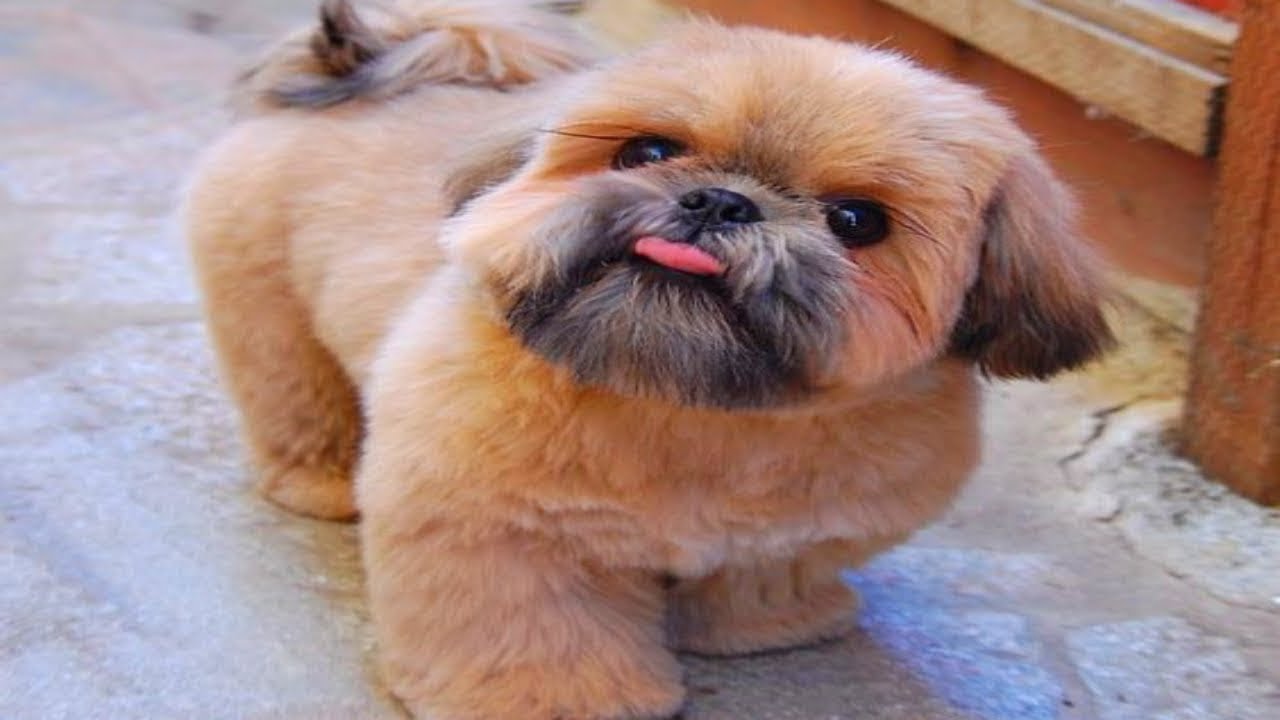 top Funniest Shih Tzu Videos #3
