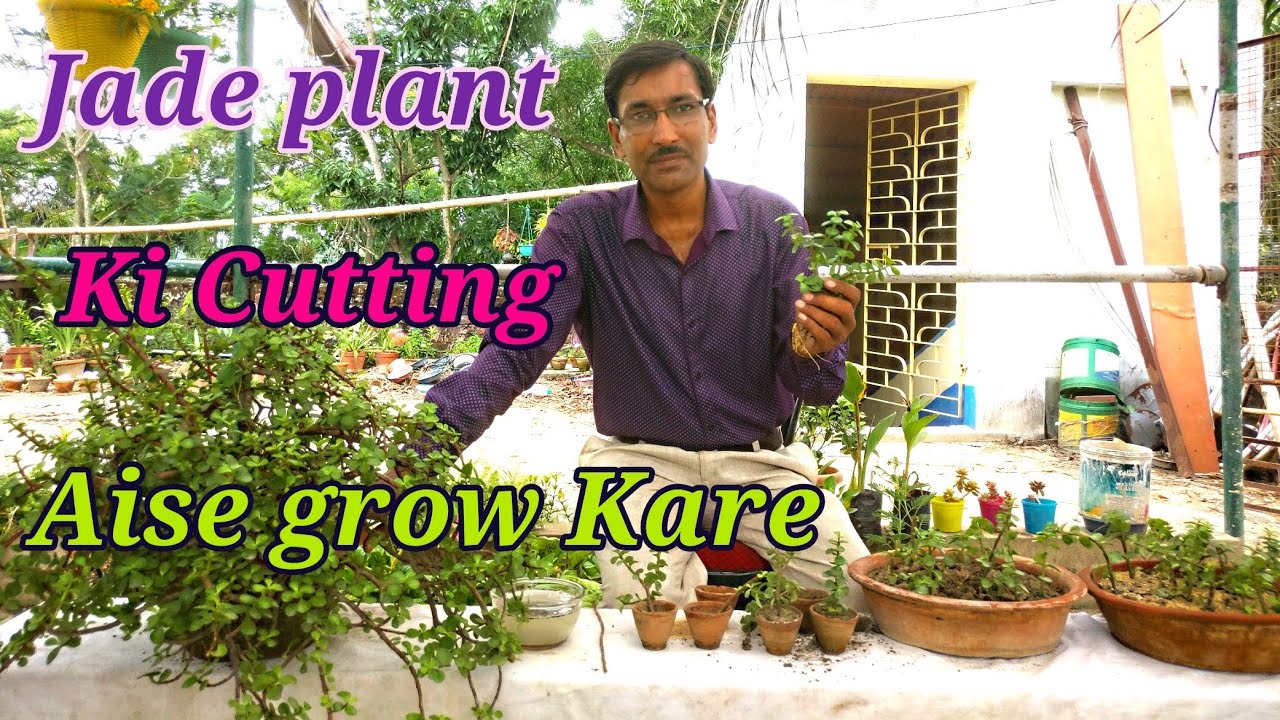Jade Plant Ki Cuttings Kaise Grow Kare ?