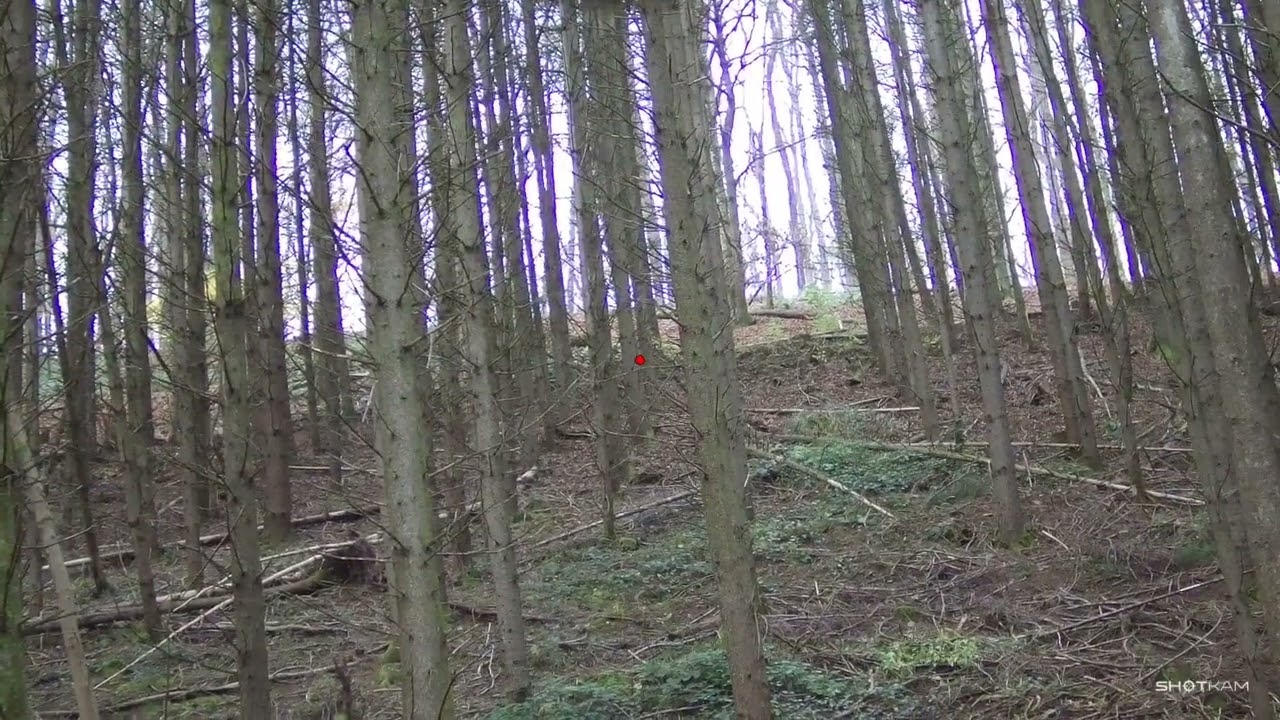 Driven Hunt November 2025 II - Third wild boar