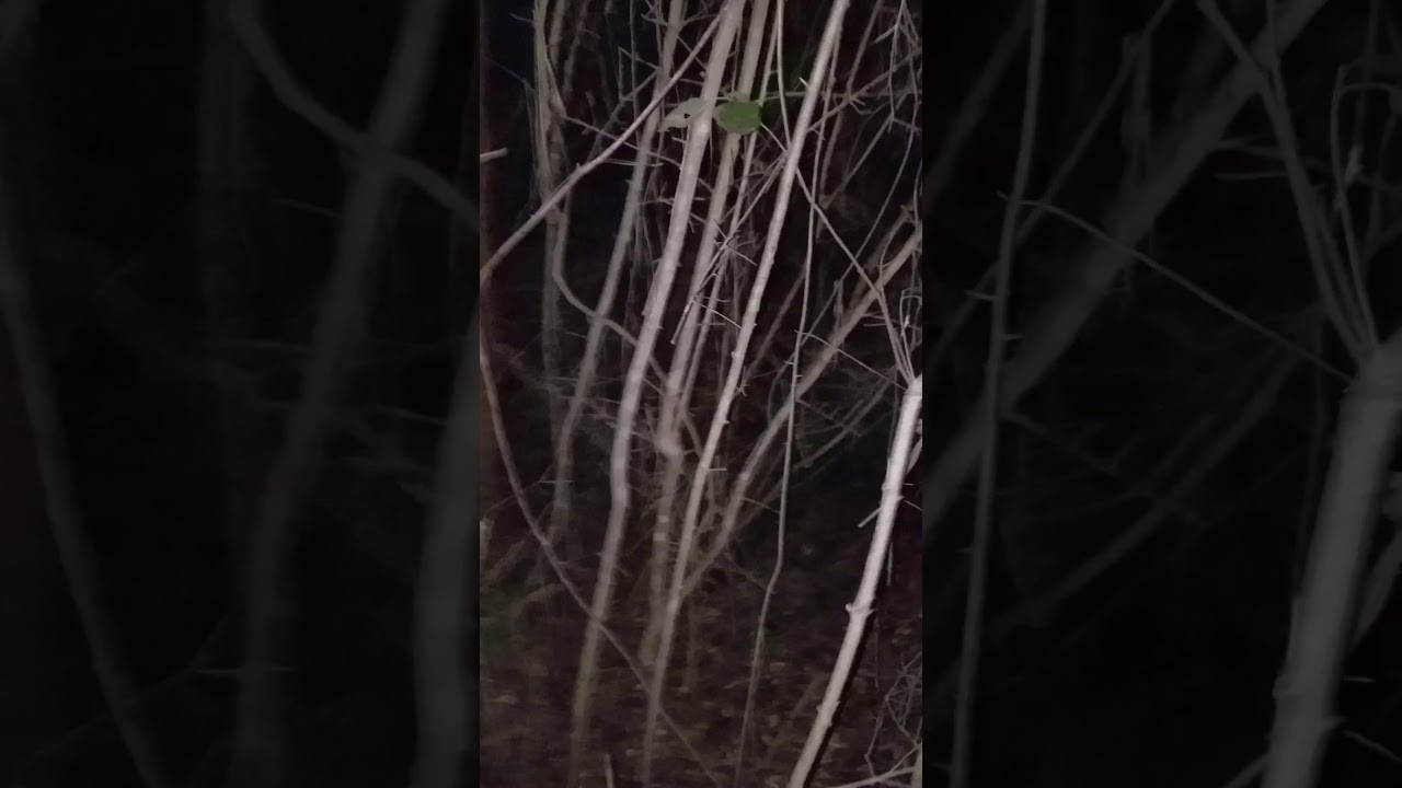 Creepy Hollow Woods
