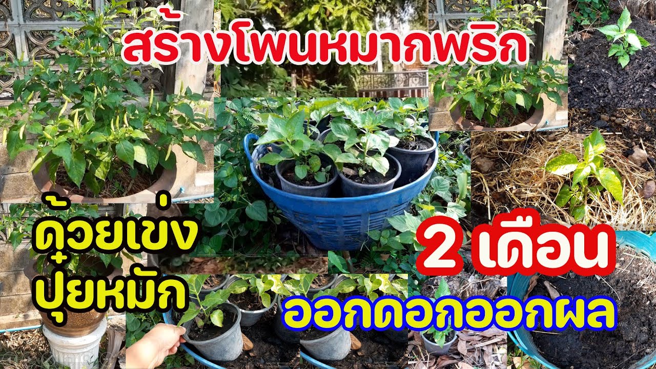 ปลูกพริก Ep.32 สร้างโพนหมากพริกด้วยเข่งปุ๋ยหมัก 2 เดือนออกดอกออกผล : ครูหนูเพียร วิถีพอเพียง