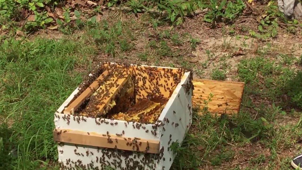 Changing bee boxes
