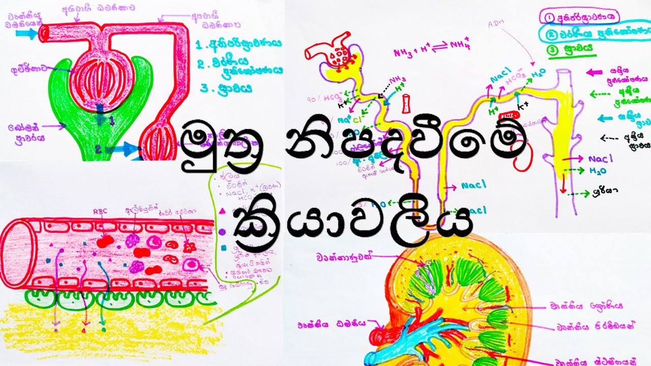 මුත්‍ර නිපදවීමේ ක්‍රියාවලිය Process of Urine Formation - By Deshika Chathurani