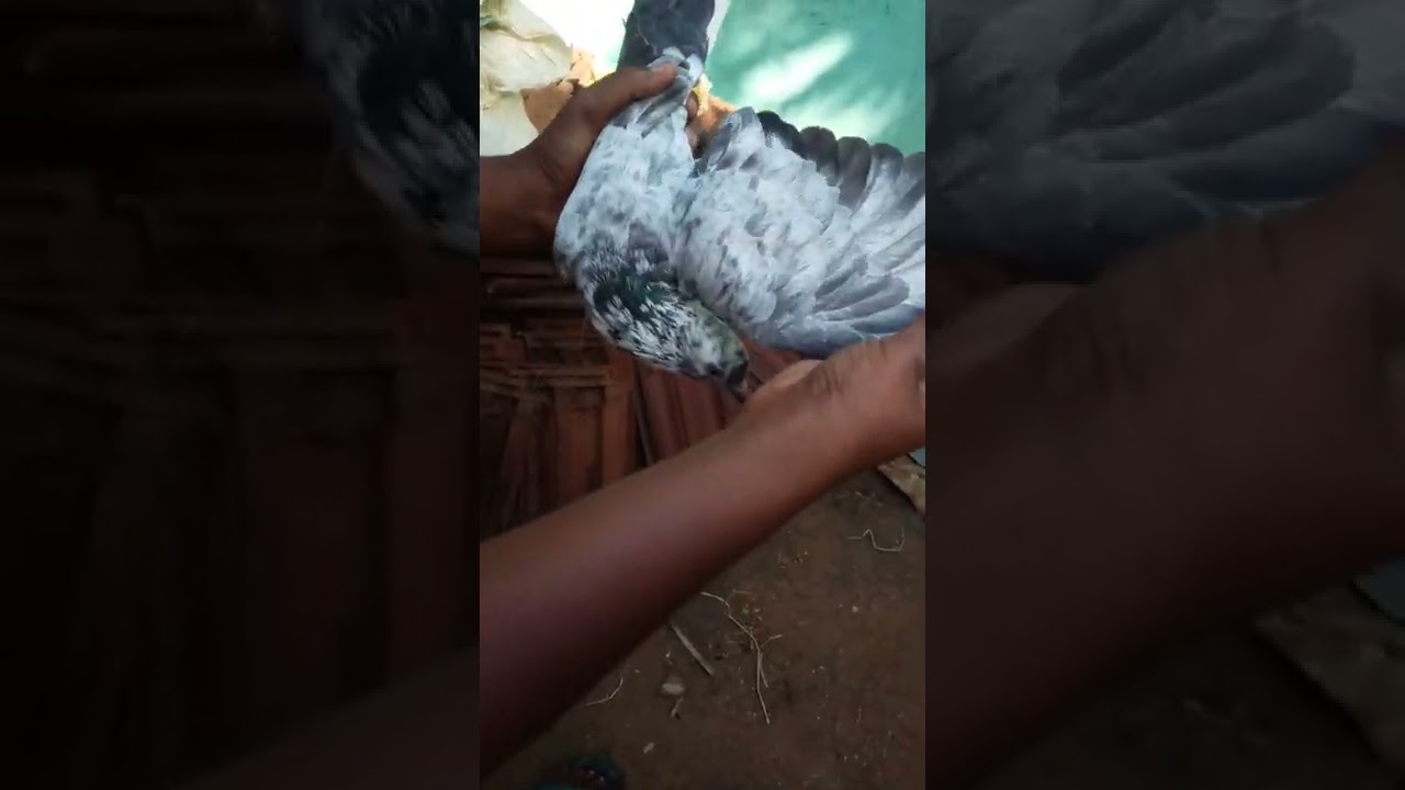 පරවින්ගේ  කල්ලි  බලන  නිවැරදි  ක්‍රමය