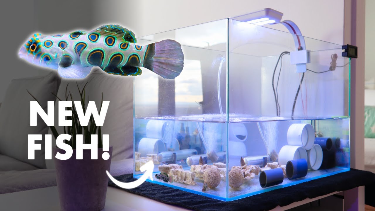 How I Quarantine My New Spotted Mandarin Fish | Blue Reef Tank