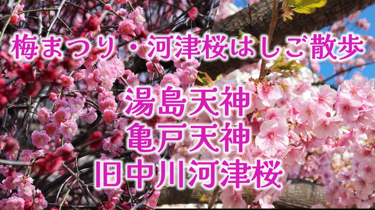 梅まつり＆河津桜はしご散歩 湯島天神 亀戸天神 旧中川河津桜/Plum Festival & Kawazu Cherry Blossom/4K