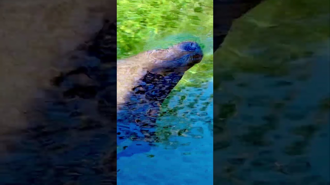 Big manatee comes up for some air in Blue Springs State Park in Florida