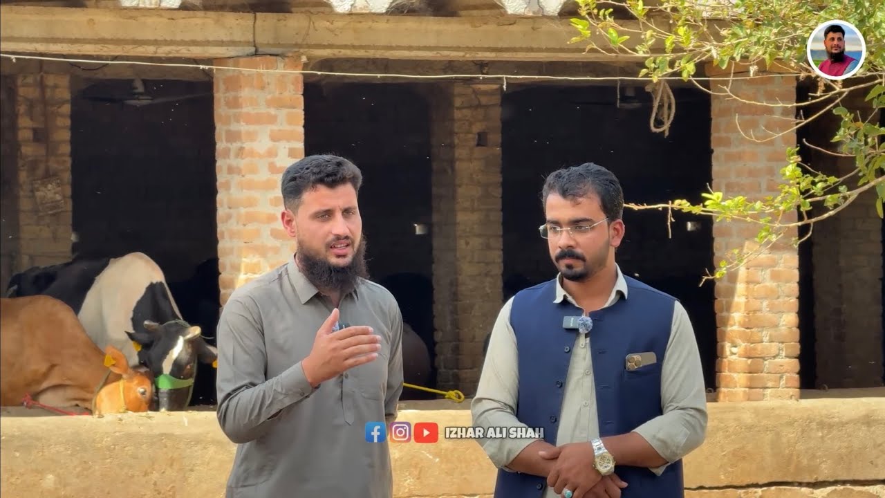 Profitable Dairy Farming In KP How To Earn Lakhs From Dairy Farming Tips Izhar Ali Shah& Malak Sahib