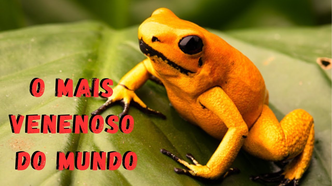 PODE M@TAR VOCÊ!!! ANIMAL MAIS VENENOSO DO MUNDO! ELA É UMA RÃ PEQUENA, MAS TEM UMA TOXINA PODEROSA!