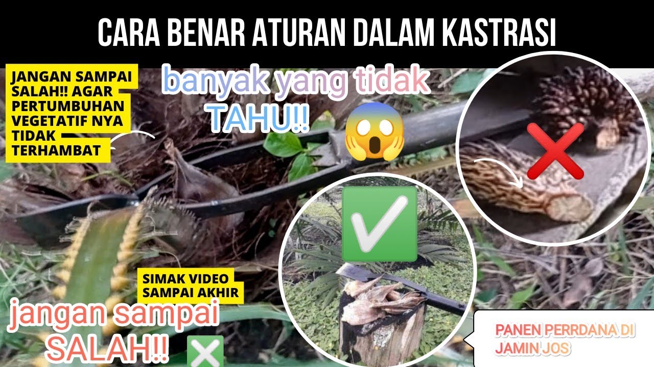CARA DAN ATURAN YANG BENAR KASTRASI SAWIT✔️!!!JANGAN SAMPAI SALAH!!!❌❌