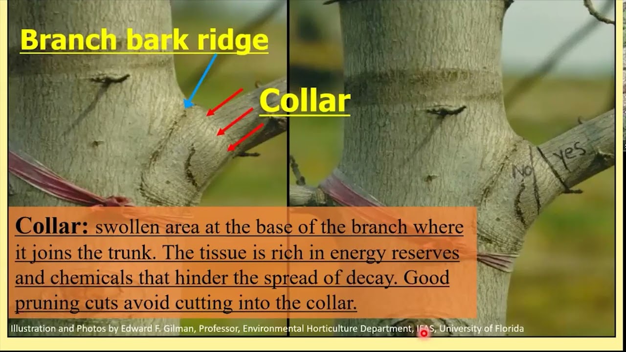 Pruning Ornamental Trees with OSU Master Gardeners