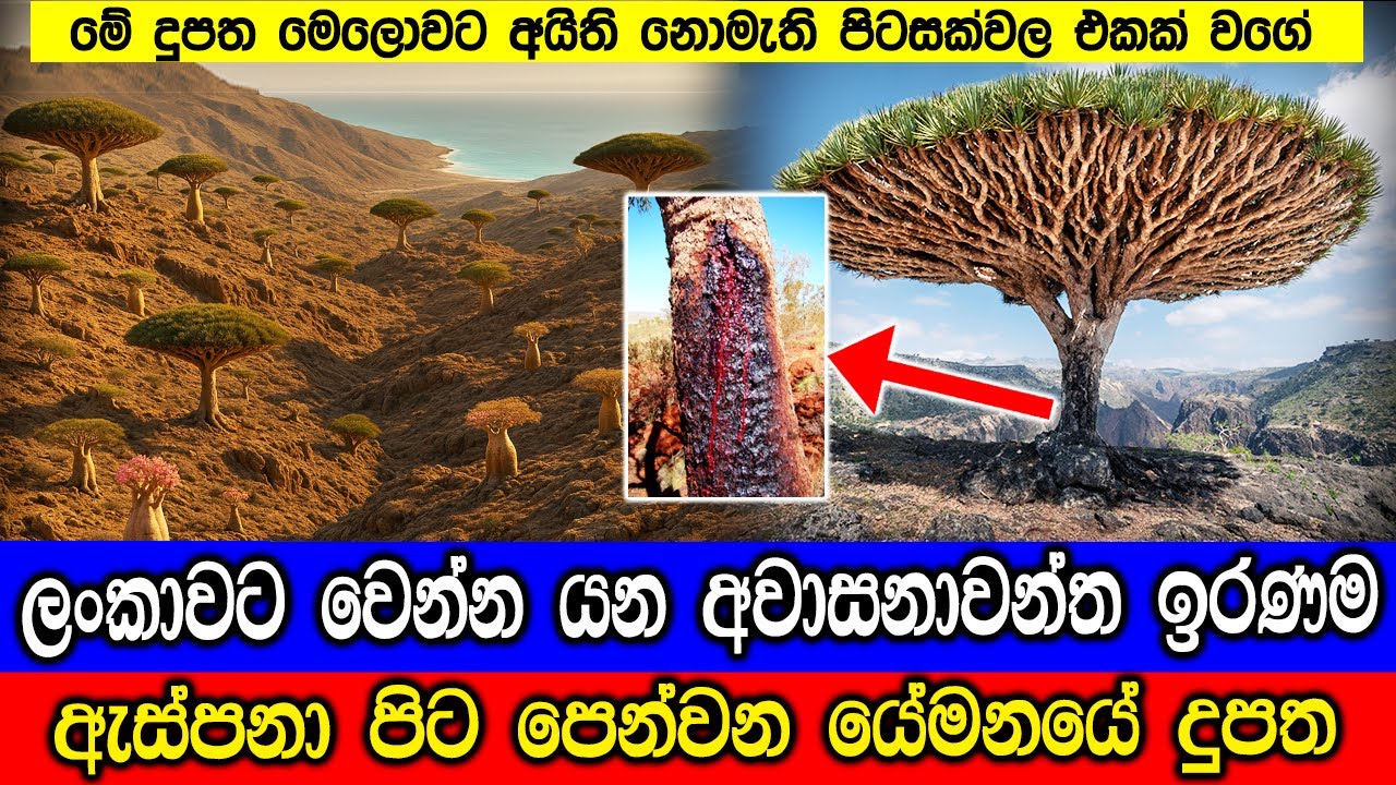 ලංකාවේ අනාගතය ඇස්පනාපිට  පෙන්වන පිටසක්වල දුපත. Socotra Island shows the Desert Fate of Sri Lanka.