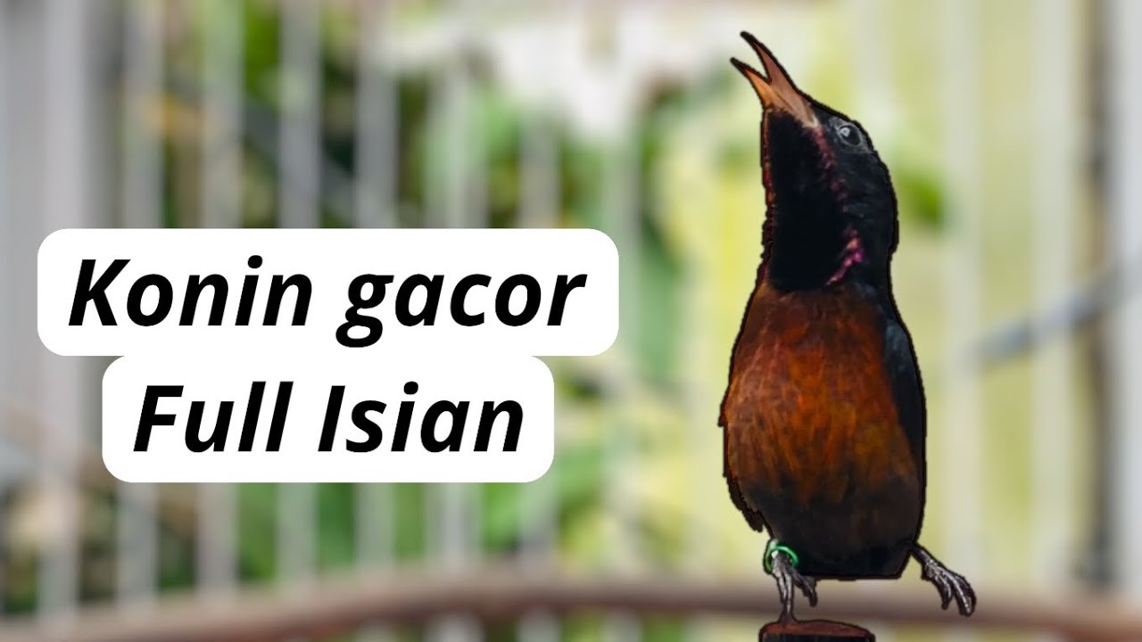 MASTERAN KONIN GACOR COCOK BUAT PANCINGAN KONIN KAMU. #kolibrininja #konin #konindacok