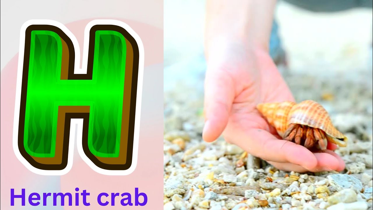 Sea Animals ABC Song for Kids | Learn Alphabet Letters with Nursery Rhymes