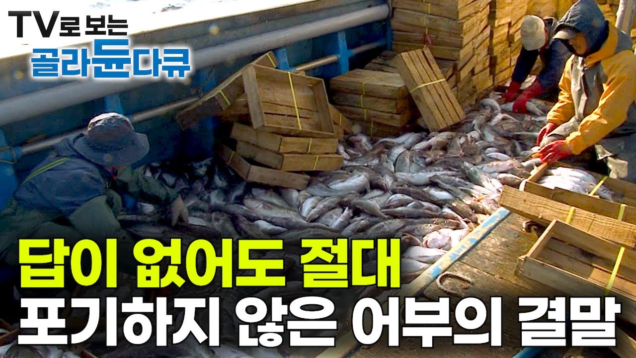 ‘한 번에 제대로 걸렸다’ 끝까지 포기하지 않았더니 마침내 엄청난 물고기 떼를 만났다!｜인생이라는 파도에 몸을 던지다｜9박 10일 역전 드라마｜만선 대구잡이｜극한직업｜#골라듄다큐