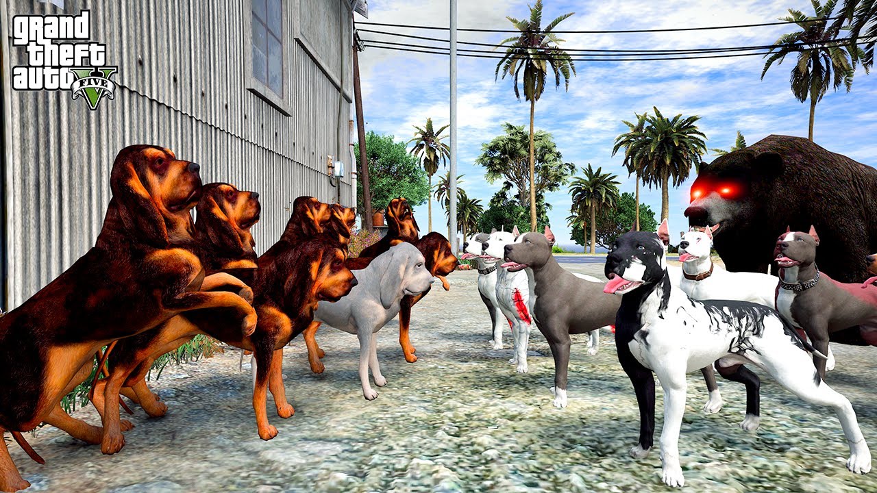 SON SAVAŞ! PİTBULL AİLESİ ŞEHRİN KRALI OLDUĞUNU KANITLIYOR! - GTA 5