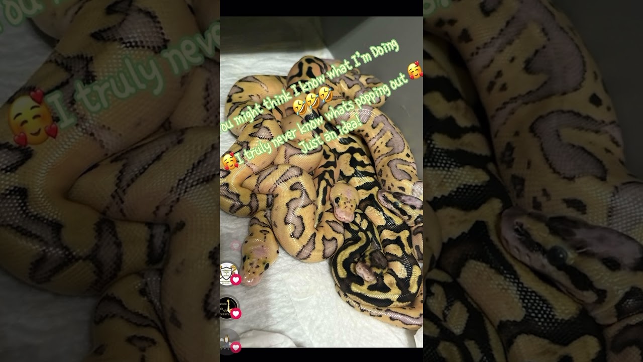 🔥 2025 Female Killer Clown Ball Python 👀 for 🏠 DM for interest.