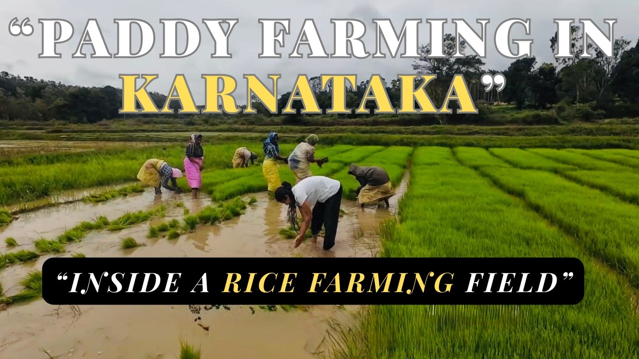 Traditional Paddy Farming in Karnataka | Working in Rice Fields | Village Farm - Mythri Mosaic
