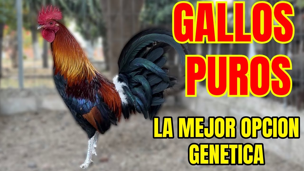 GALLOS PUROS...EL SECRETO DEL EXITO