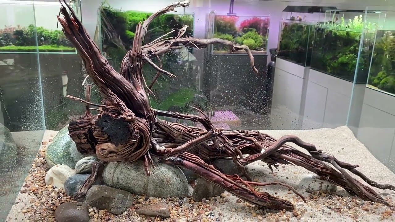 Easy and low maintenance planted aquarium? 90P Nature Aquascape Step-by-step setup.