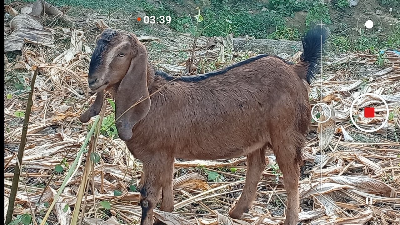 #goat রাজা রাজা বাবত আমার থাকবেই 😃❤️💕