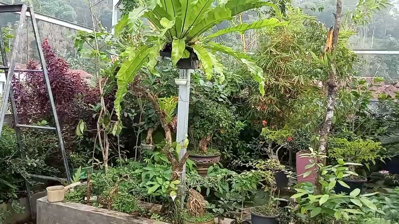 Keseruan burung dalam Aviary 