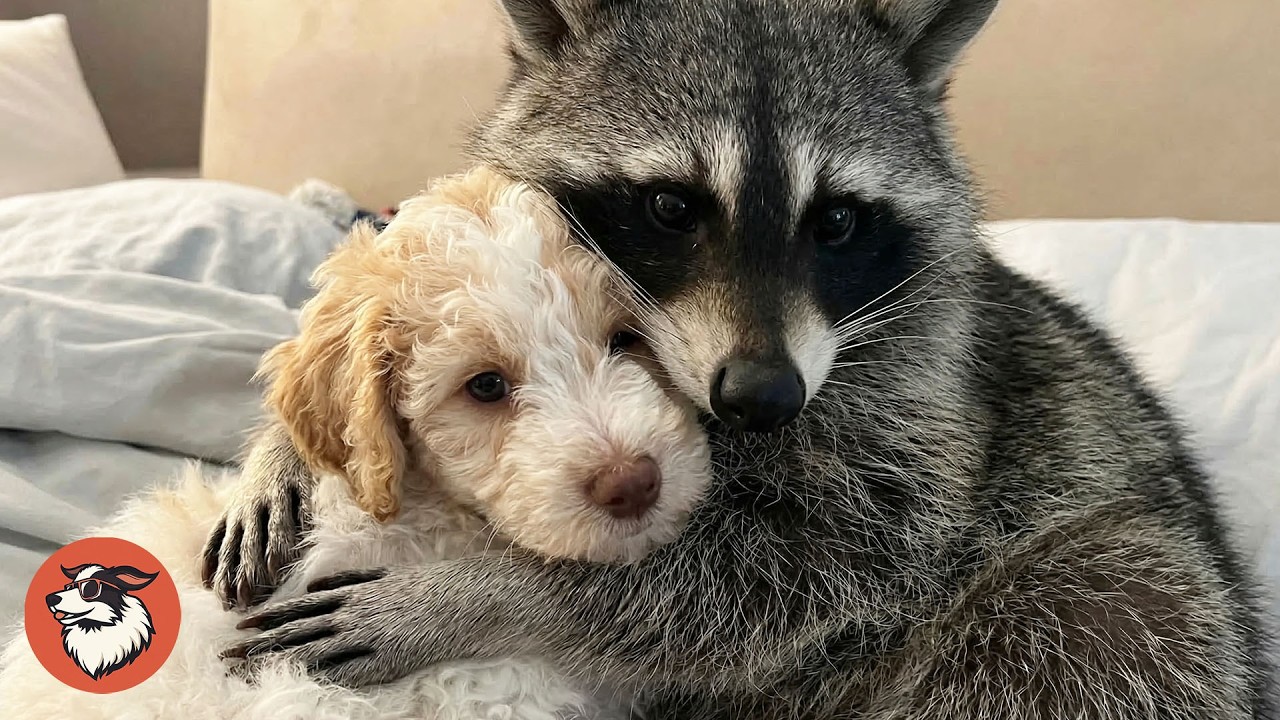 Puppy Helps an Injured Raccoon Learn to Walk Again
