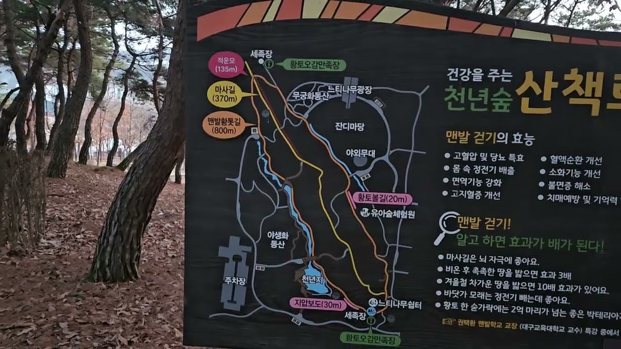 경북도청 천년숲 황톳길 병오년 적토마의 기운으로 맨발걷기 시작했어요. 구독자 모든분들 맨발걷기로 건강 지킵시다