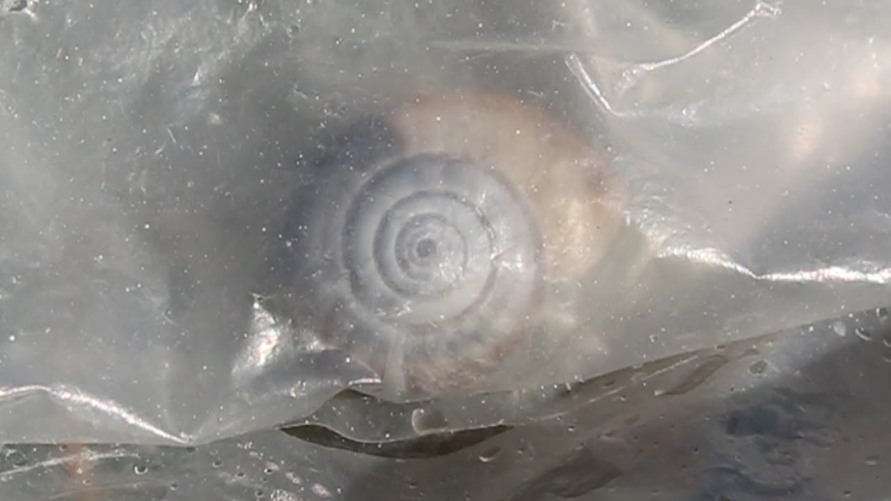 INTRUSO |  VIDEOARTE  | VIDEOART